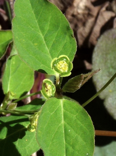 {Euphorbia mercurialina}